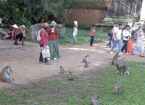 Problemele turiștilor cu maimuțele la Angkor Wat maimute