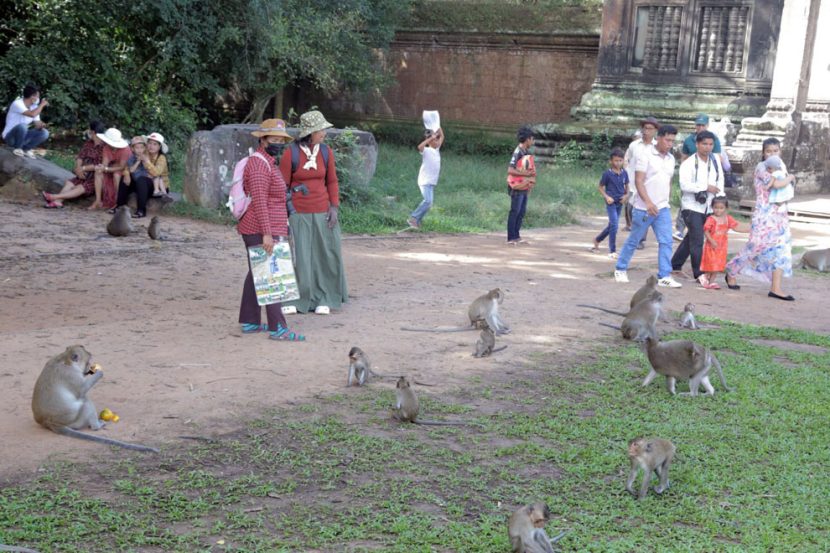 Problemele turiștilor cu maimuțele la Angkor Wat maimute